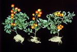 Растения томатов сорта "Танюшка" вырашенных на светоустановке